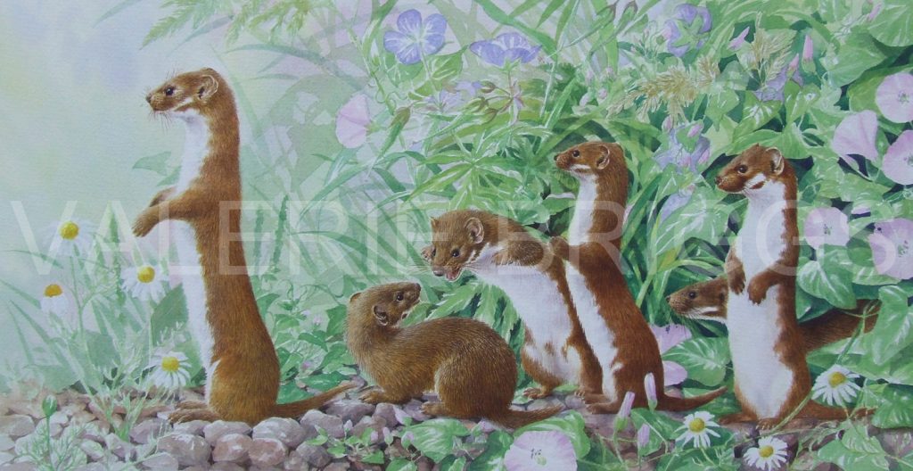 A Confusion of weasels by Valerie Briggs