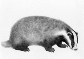 Badger - SOLD