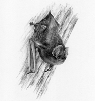 The Barbastelle Bat - SOLD