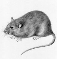 Brown Rat £50