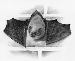 Common-Pipistrelle SOLD