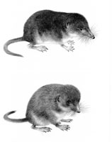 Common-Shrew-and-Pigmy-Shrew SOLD