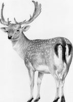 Fallow Deer £65