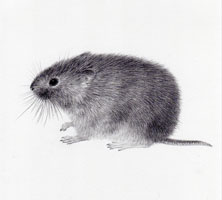 Field Vole SOLD