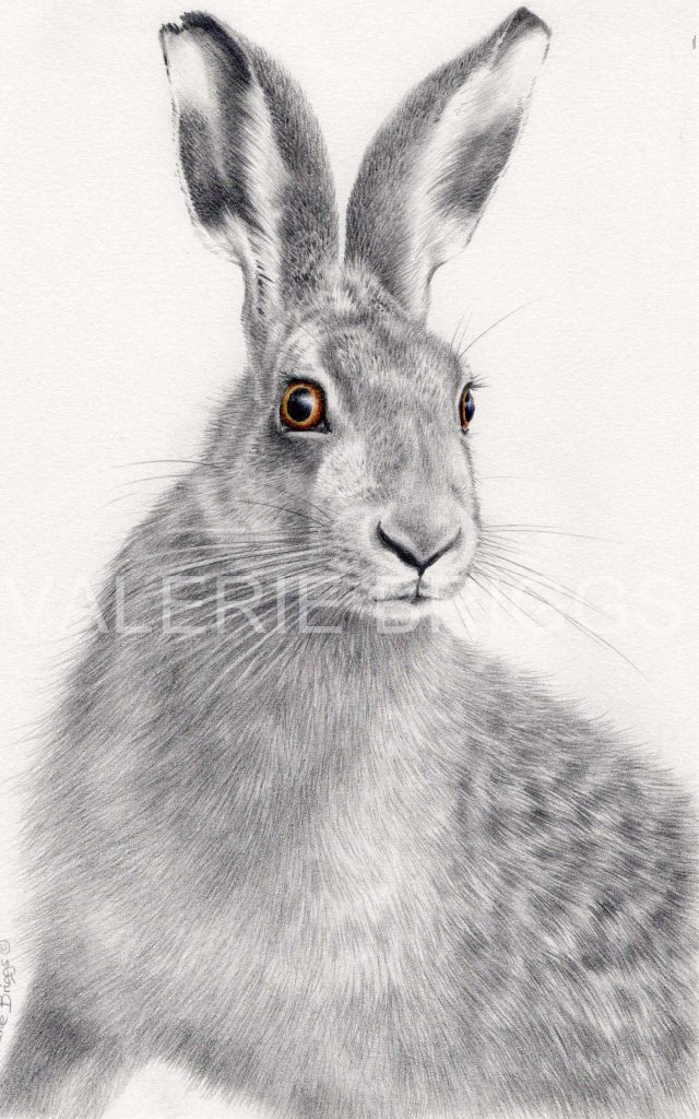 Golden Eyes 18 by Valerie Briggs Wildlife and Natural History Artist