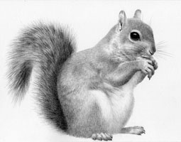 Grey Squirrel SOLD