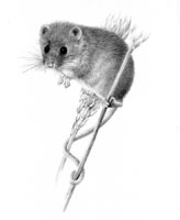 Harvest Mouse SOLD