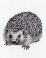 Hedgehog SOLD