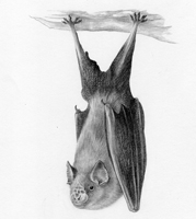 Lesser Horseshoe Bat SOLD