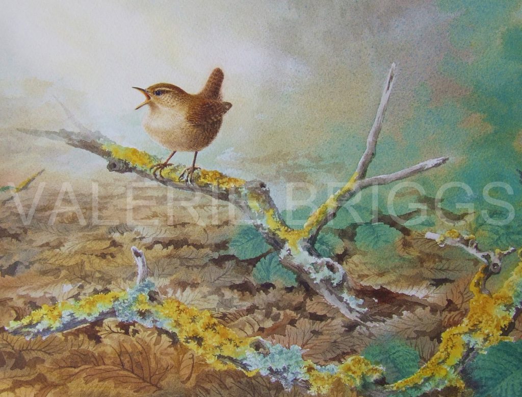 Little King of the Wood by Valerie Briggs Wildlife Artist