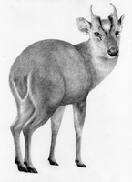 Reeves Muntjac £65