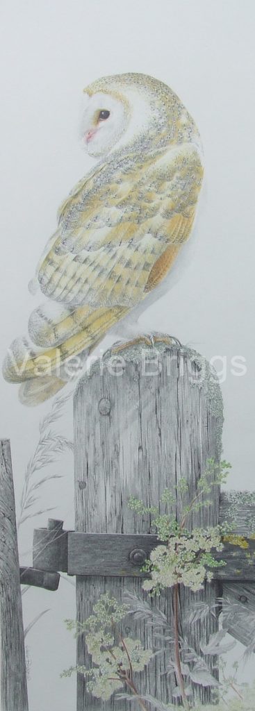 Tyto Alba Graphite and Coloured Pencil 74 x 25 cms