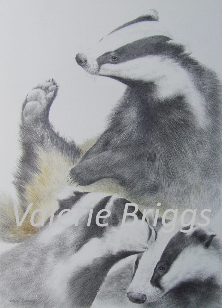 Badger Study Graphite and coloured pencils Image size 34 x 24 Badger Study Graphite and coloured pencils Image size 34 x 24