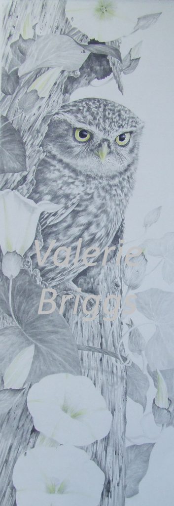 The Hideout by Valerie Briggs Graphite and coloured pencils 66 x 26 cms