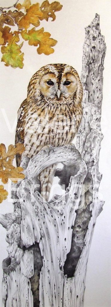 Autumn Tawny Owl 2023 donation to the Vale Wildlife Hospital. Raffle tickets available from their website.