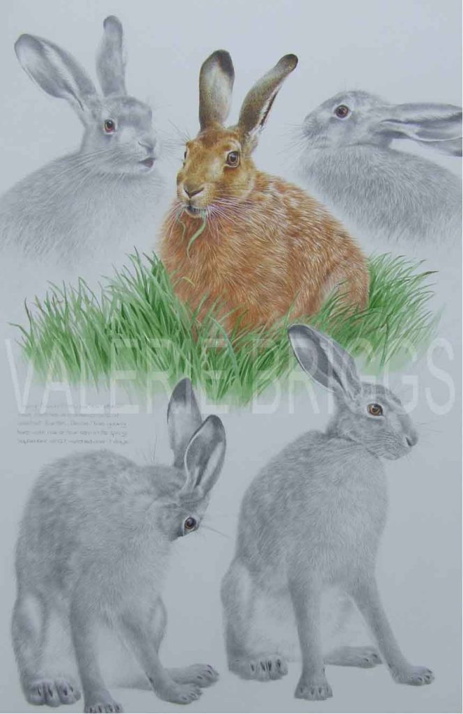 Valerie Briggs Wildlife Artist