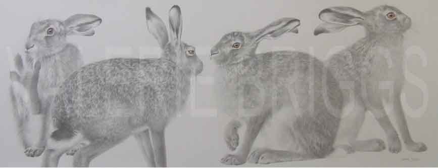 Valerie Briggs Wildlife Artist