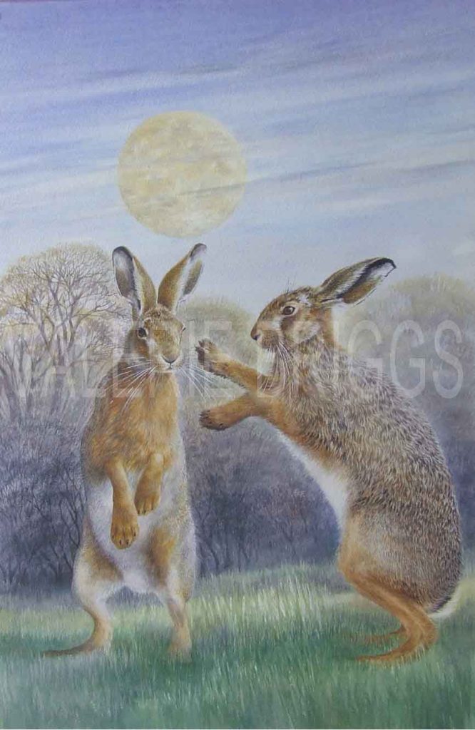 Valerie Briggs Wildlife Artist