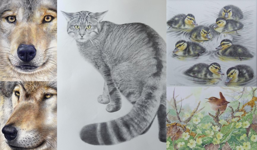 Association of Animal Artists Autumn Exhibition at Granary Art Gallery Weston Park Shifnal 