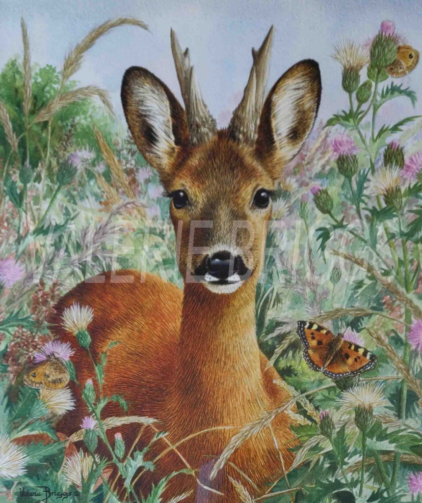 Roe Deer Buck by Valerie Briggs Watercolour 12 x 10 inches 30.5 x 25.5 cms