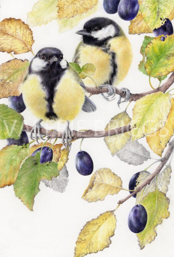 Birds of a Feather Great Tits by Valerie Briggs
Graphite and coloured pencils
26 x 17 cms