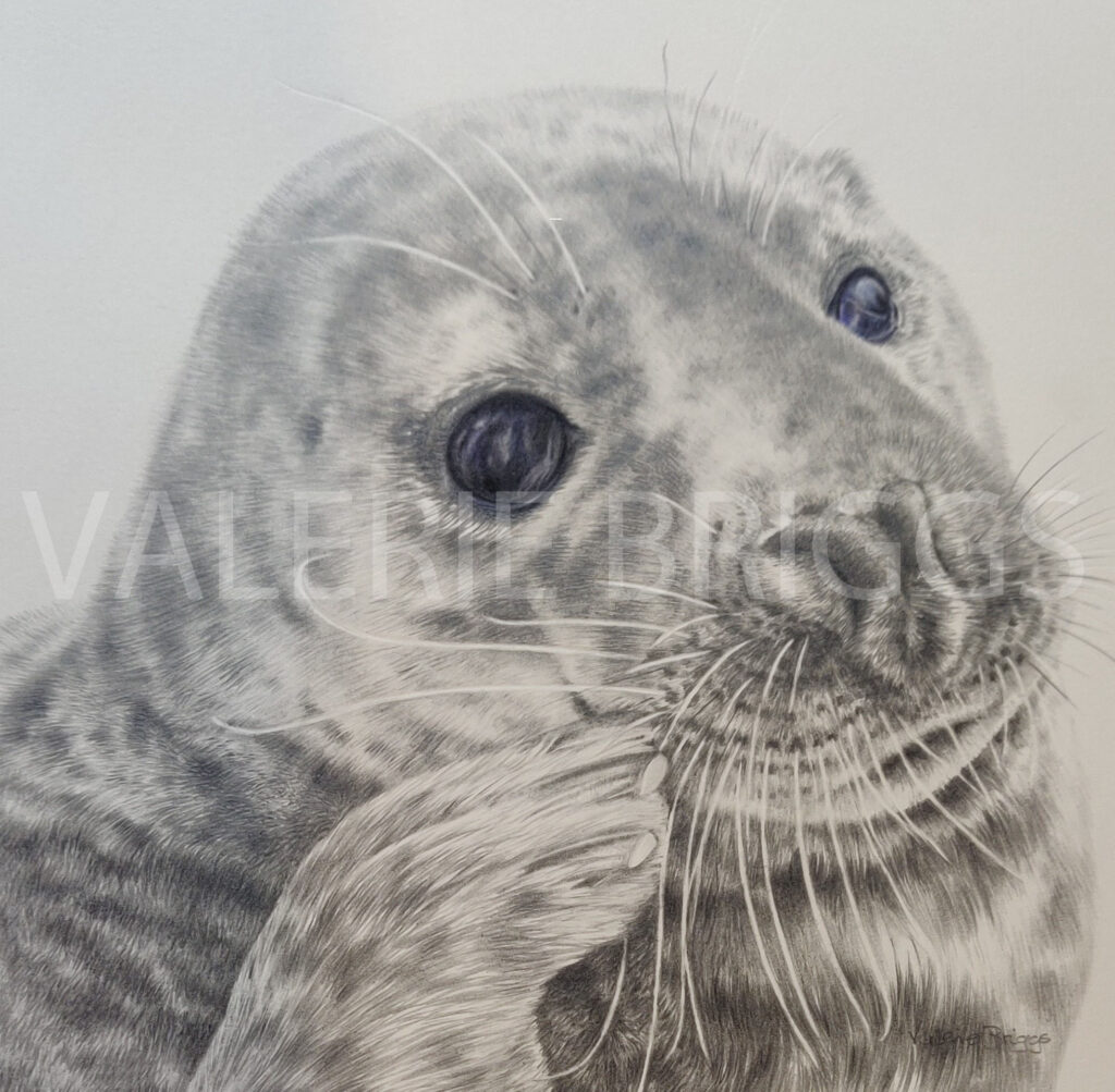 Grey Seal Drawing Graphite and coloured pencil 20 x 20 cms