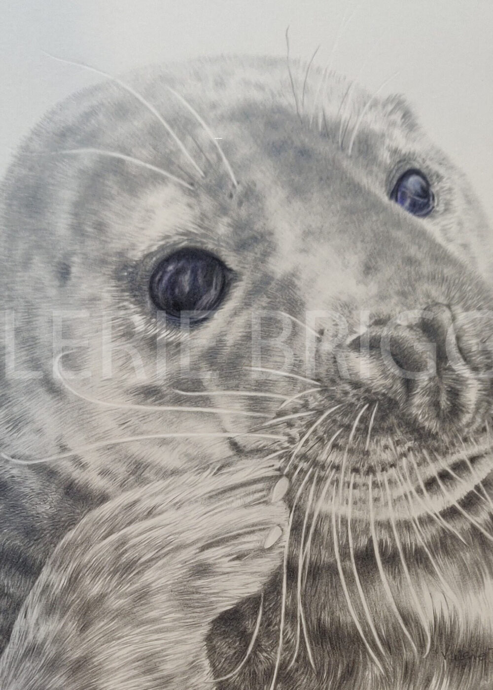 Grey Seal Drawing Graphite and coloured pencil 20 x 20 cms