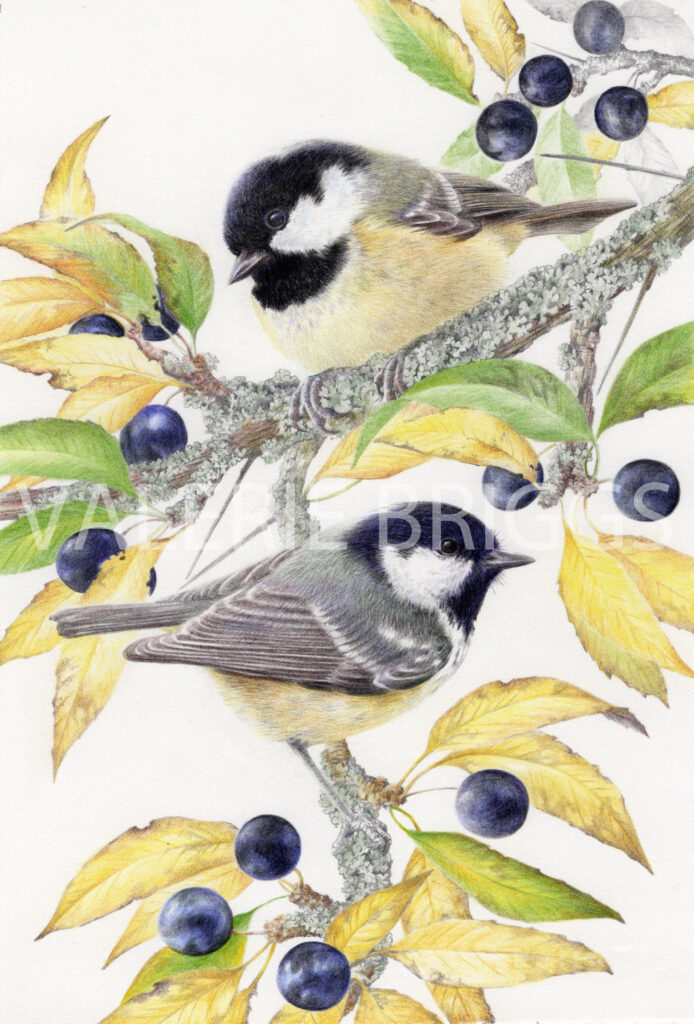 Birds of a Feather Coal Tits by Valerie Briggs
Graphite and coloured pencils
26 x 17 cms