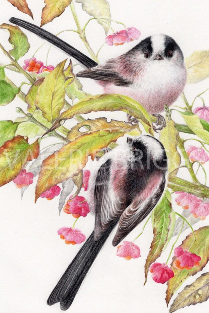 Birds of a Feather Long Tailed Tits by Valerie Briggs 
Graphite and coloured pencils
26 x 17 cms