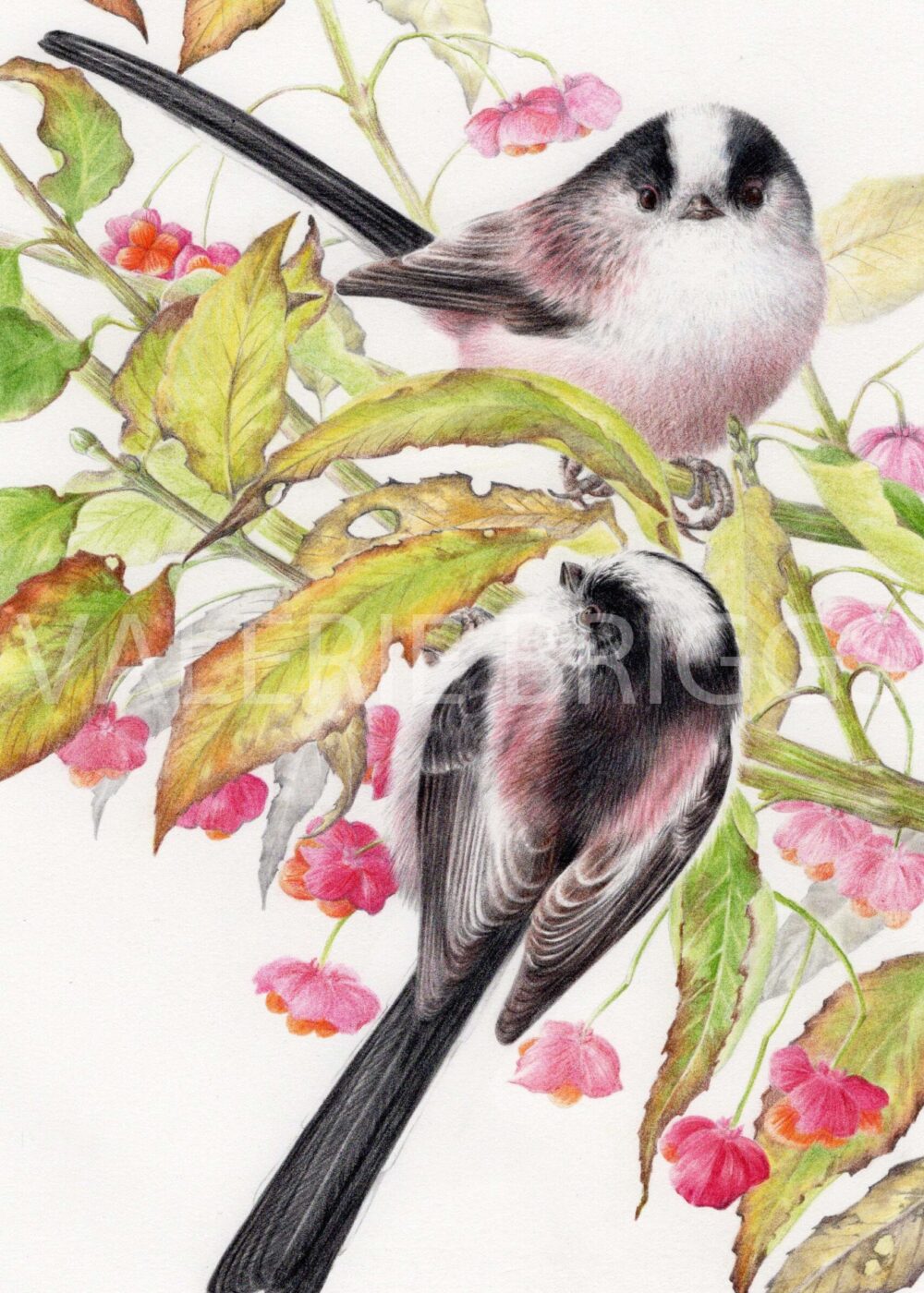 Birds of a Feather Long Tailed Tits by Valerie Briggs Graphite and coloured pencils 26 x 17 cms